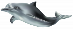Common bottlenose dolphin Wholphin Tucuxi Clip art - Dolphin PNG ...