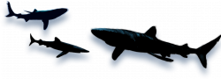 shark shadow images - Google Search | Sharks, Whales and Sea ...