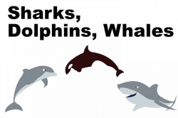 Sharks, Dolphins and Whales Clipart | Graphics and Fonts ...