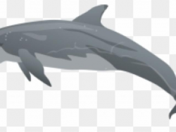 Free Spinner Dolphin Clipart, Download Free Clip Art on ...