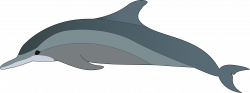 Clipart - dolphin
