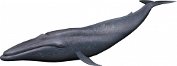 Whale PNG | Whales and dolphins | Pinterest | Animal
