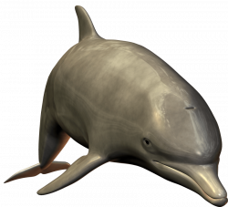 cute swimming dolphin png - Free PNG Images | TOPpng