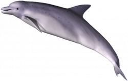 Dolphin PNG Transparent Images | PNG All