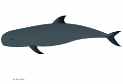 Picture melon-headed whale