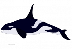 Picture killer whale