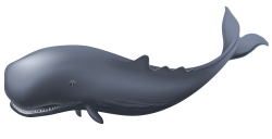 Whale PNG Clipart - Best WEB Clipart