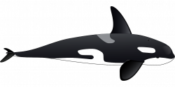 Killer whale Dolphin Clip art - Black whale 1280*640 transprent Png ...