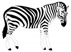 OnlineLabels Clip Art - Realistic Zebra Illustration