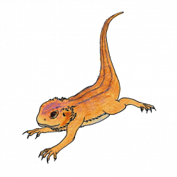 Bearded Dragon PNG Images Transparent Free Download | PNGMart.com