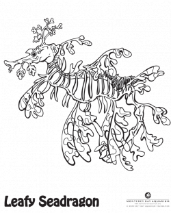 What colors will you make this leafy sea dragon? | Ocean ...