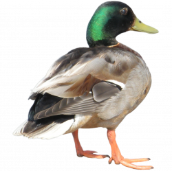 Beautiful Duck PNG Image With Transparent Background #8 - Free ...
