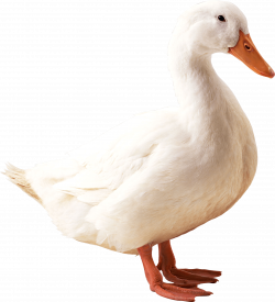 Small Goose transparent PNG - StickPNG