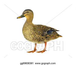 Drawing - Female mallard duck isolated on white background ...