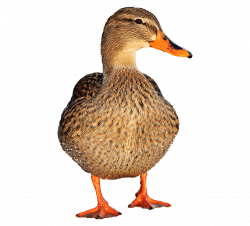 Duck Female transparent PNG - StickPNG