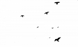 Flying Birds Gif Transparent (50+)