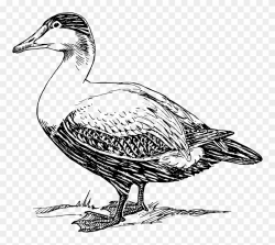 Free Elder Duck - Clip Art Black And White Duck - Png ...