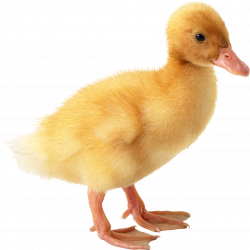 Duck Transparent PNG Image | Web Icons PNG
