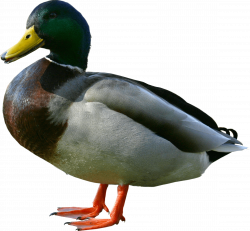 duck from side PNG Image - PurePNG | Free transparent CC0 PNG Image ...
