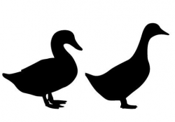 Male and Female Duck Silhouette Vector Free Download ...