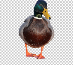 Duck Male PNG, Clipart, Animals, Ducks Free PNG Download