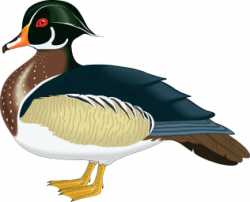wood duck male | Clipart Panda - Free Clipart Images