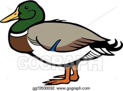 Vector Clipart - Mallard duck. Vector Illustration ...