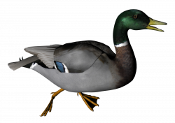 Duck PNG Transparent Image | animali: uccelli | Pinterest