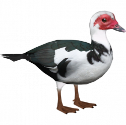 Female muscovy duck clipart images gallery for free download ...
