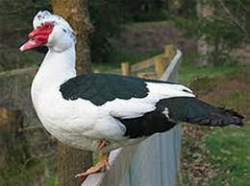 Image result for muscovy duck clipart | Painted rocks ...
