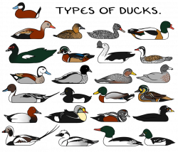 All types of ducks are part of the bird family Anatidae, and there ...