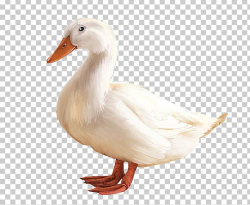 American Pekin Duck PNG, Clipart, Abstract Pattern, American ...