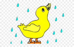 Rain Clipart Duck - Duck In A Puddle - Png Download ...