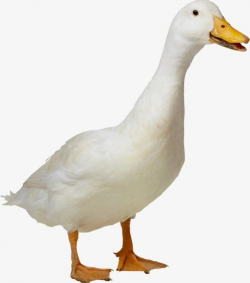 White Duck PNG, Clipart, Animal, Duck, Duck Clipart, Duck ...