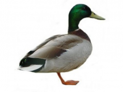 Free Duck Images Free, Download Free Clip Art, Free Clip Art ...