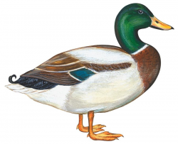 Mallard Duck | Mallard | Duck drawing, Duck art, Duck ...
