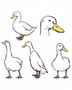 Duck isolated on a white background. Hand drawn sketch style ...