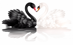 White and Black Swans with Heart Shape PNG Clipart | Gallery ...