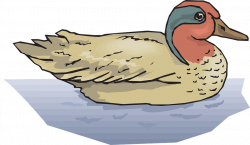 Duck clipart duck swimming - Pencil and in color duck clipart duck ...