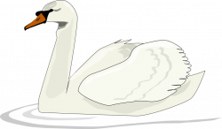 Swan | Free Stock Photo | Illustration of a swan swimming | # 10657