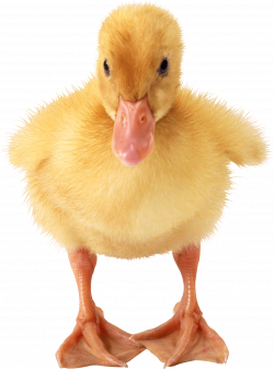 Baby Duck transparent PNG - StickPNG
