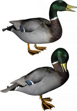 Duck PNG image free download