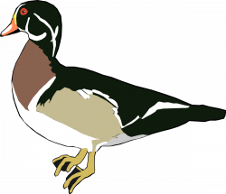 Clipart - Duck