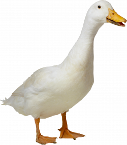 American Pekin Duck Goose Clip art - donald duck 2535*2901 ...