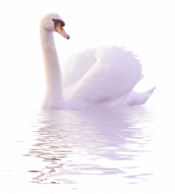 Cygnini Duck Clip art - White swans swim in the water to pull the ...