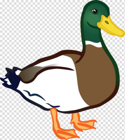 Mallard Baby Ducks American Pekin , duck transparent ...