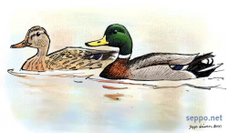 Birds - Mallard   Wild Duck   male and female ...