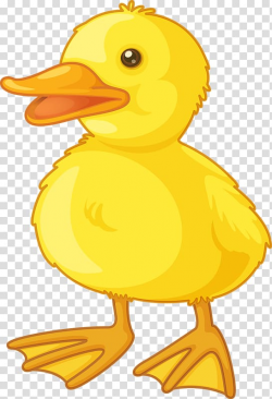 Duck , Cute little yellow duck transparent background PNG ...