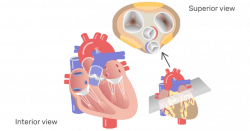 Heart Valves: Anatomy and Function