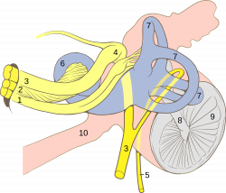File:Ear internal anatomy numbered.svg - Wikimedia Commons